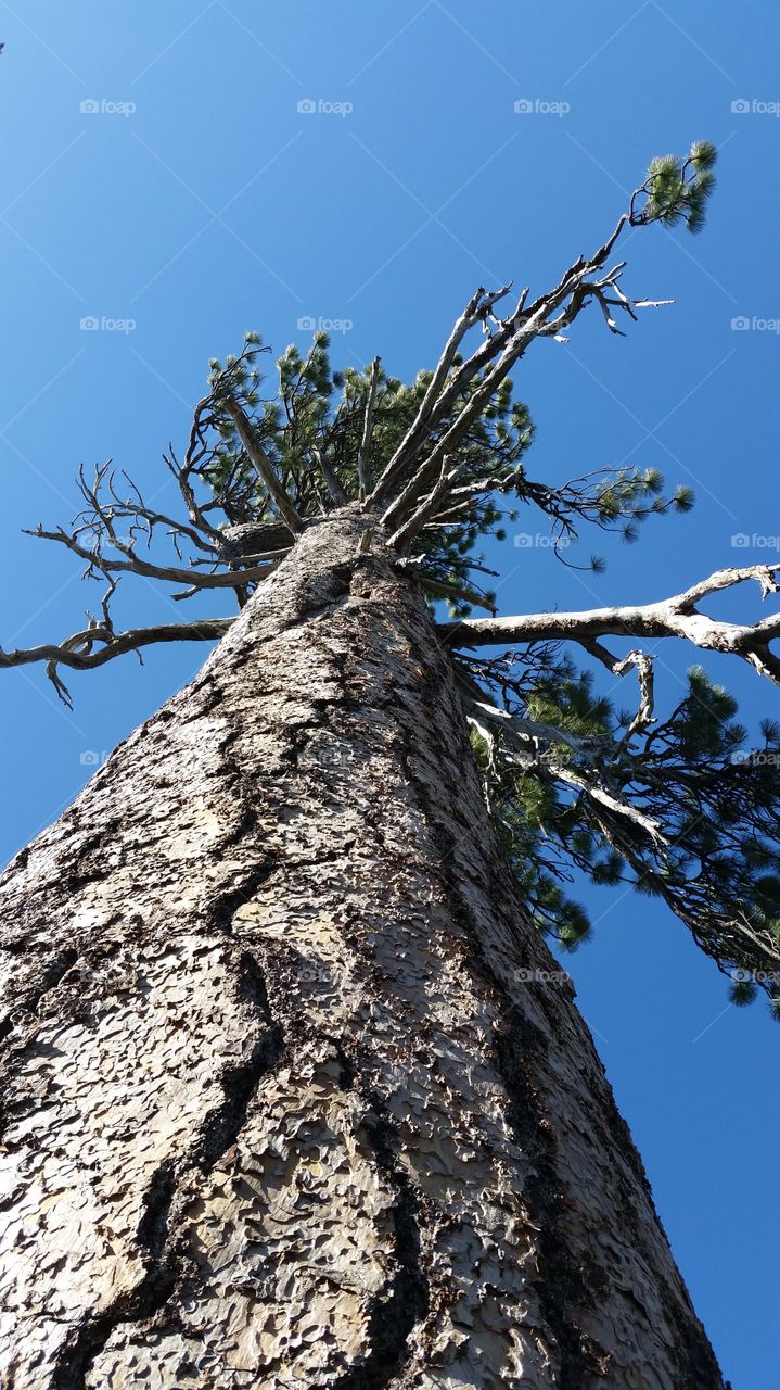 Lodgepole Pine, Cascades, OR
