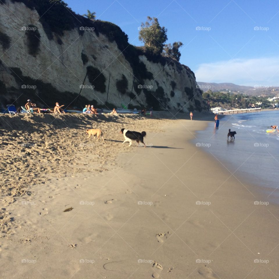Dog beach Malibu 