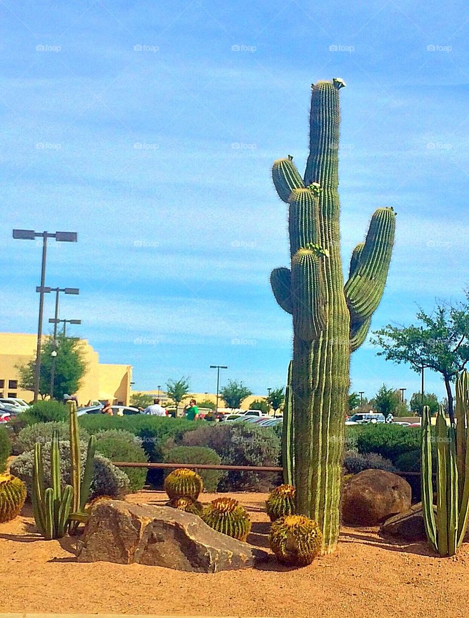 Saguaro 