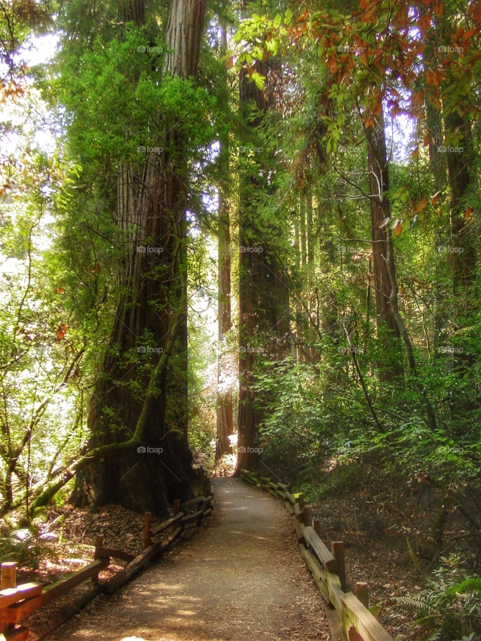 Redwood forest