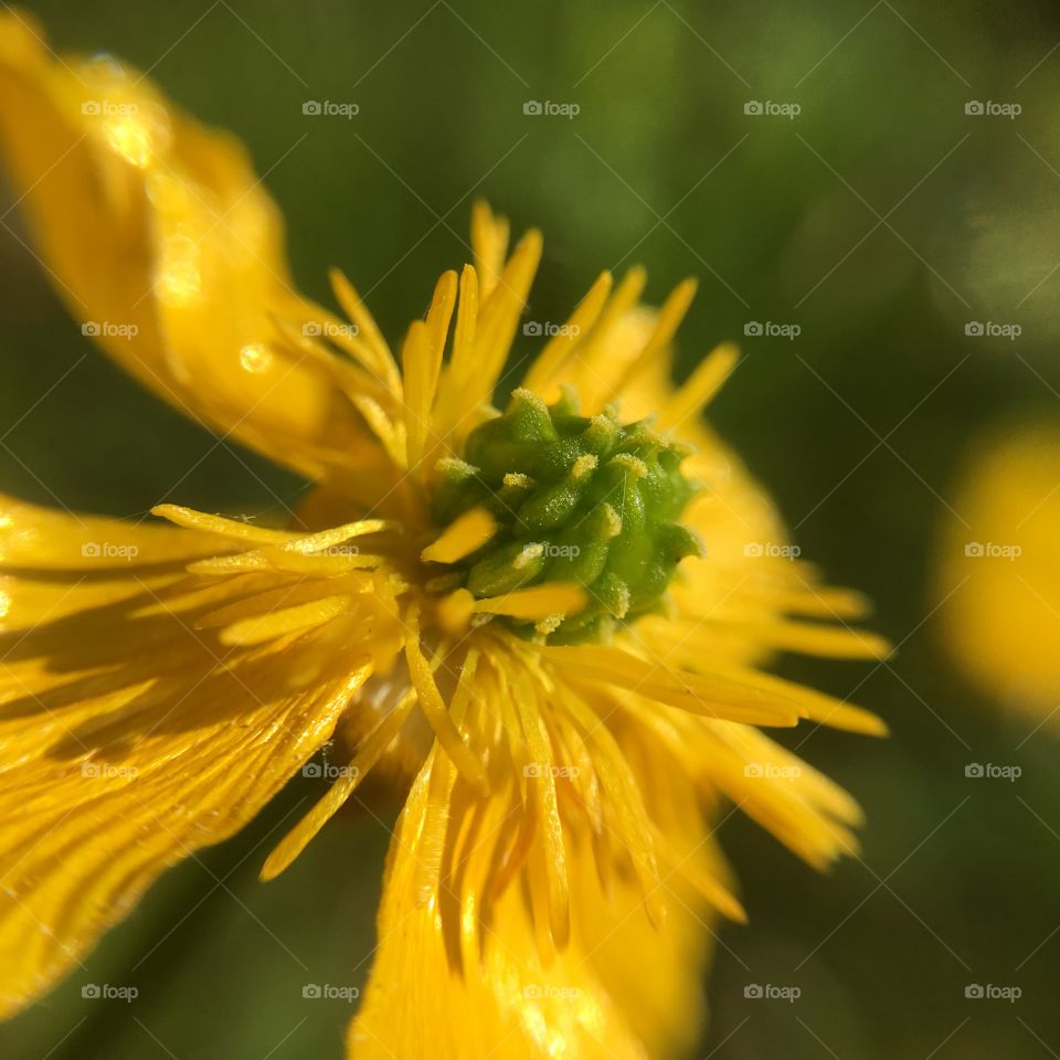 Buttercup center in evening light 