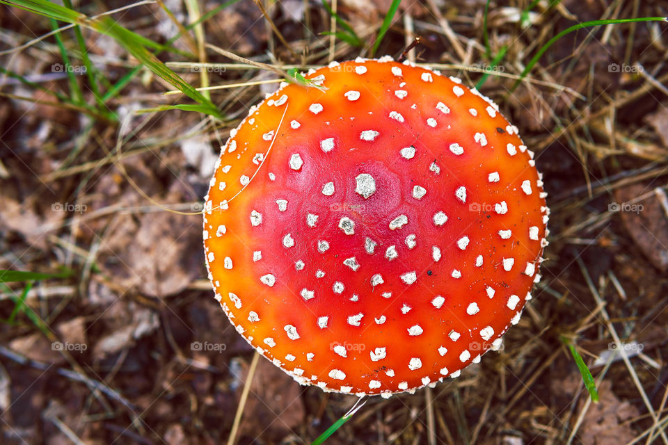 Amanita, poison mushroom