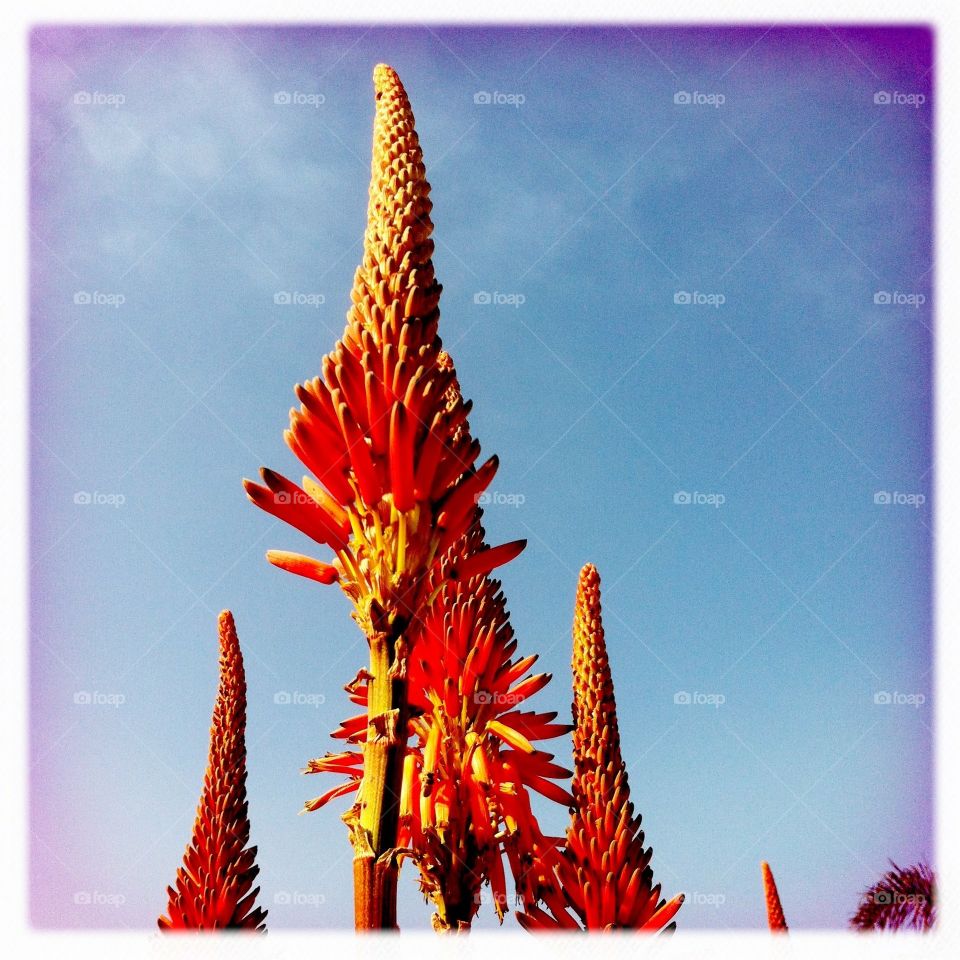 African Aloe