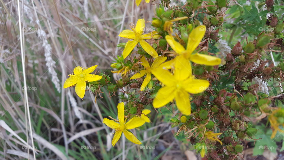 st johns wort