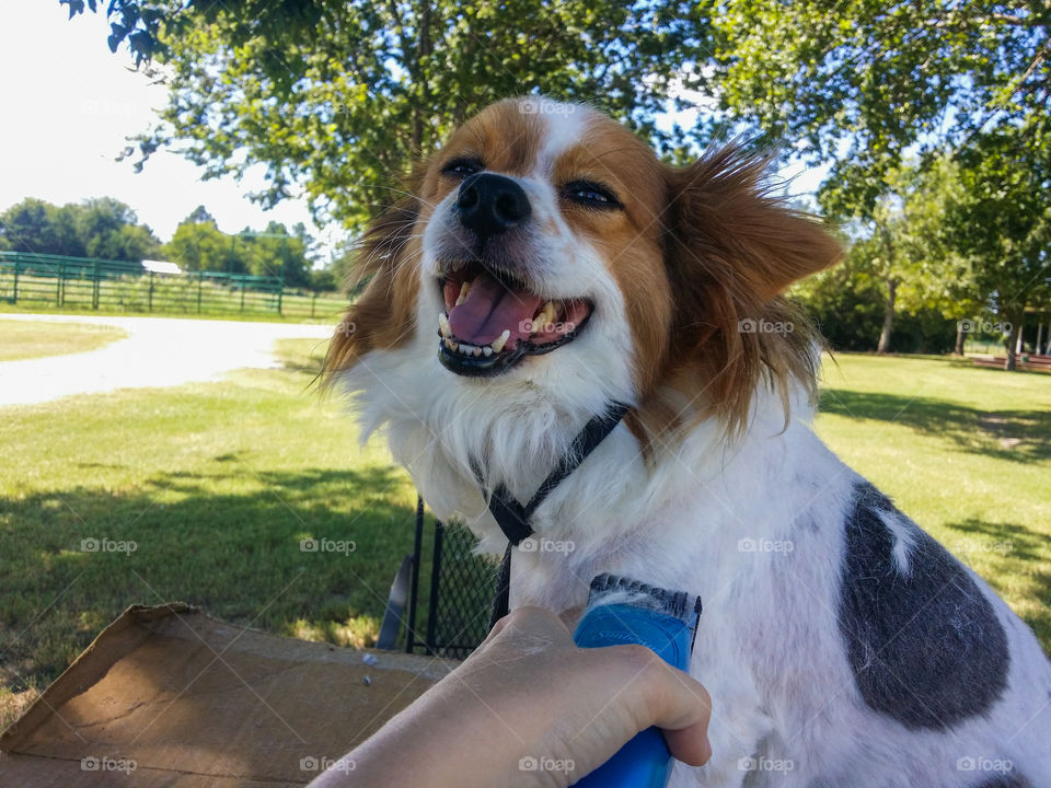 All Smiles Loves to be Groomed