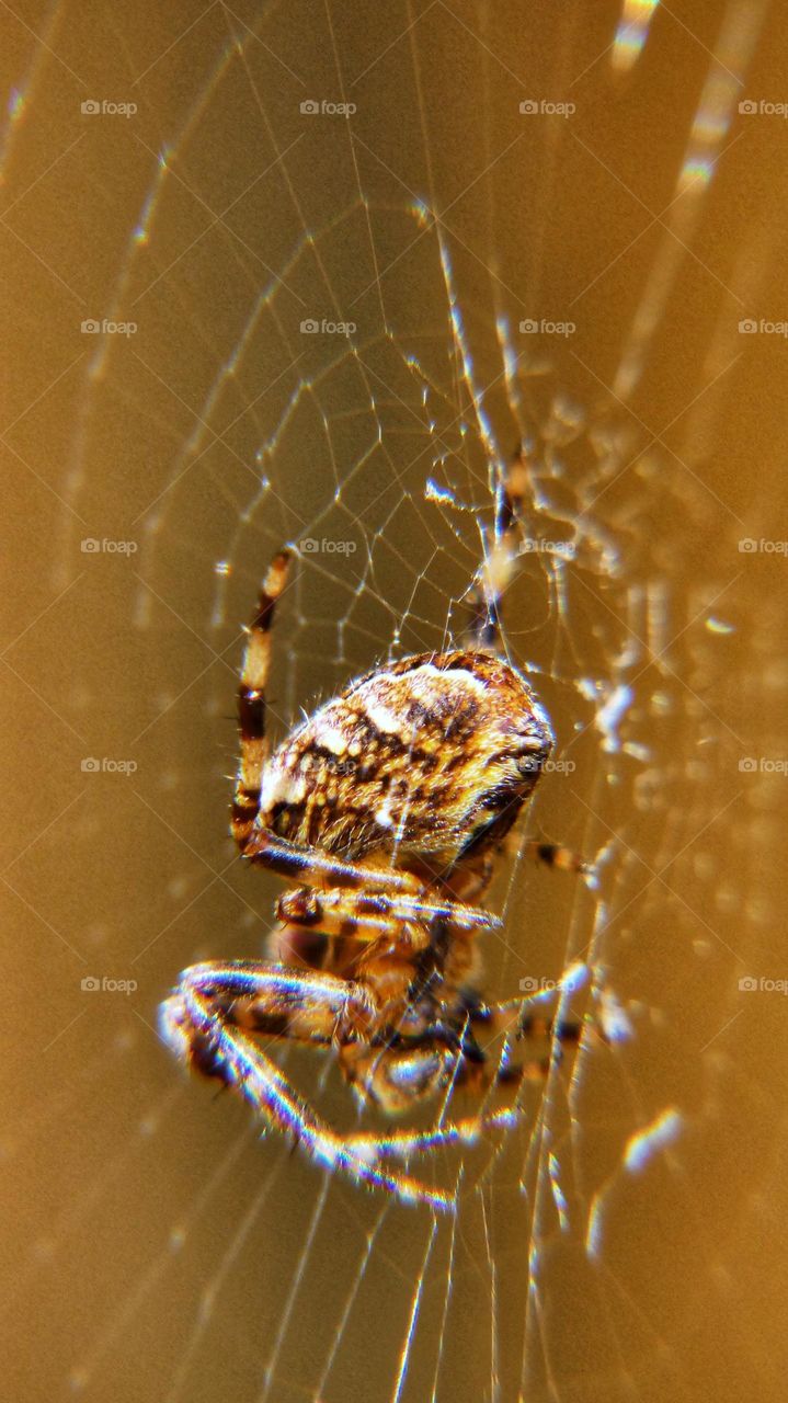 Macro photography spider