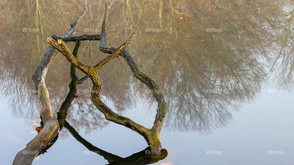 Fallen Tree and its Reflection on a Pond