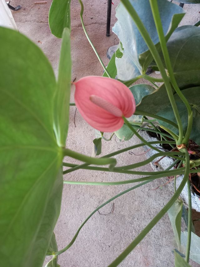 planta de anturio rosa.