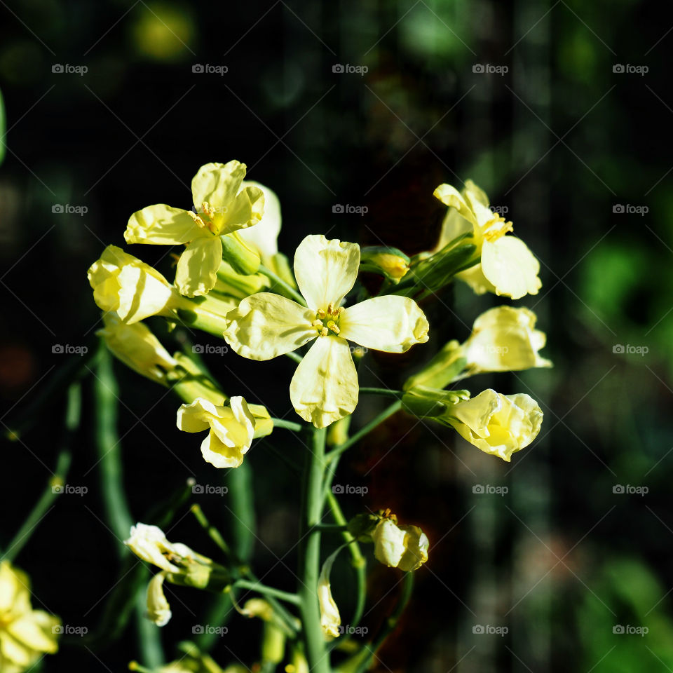 Yellow flowers of a broccoli plant