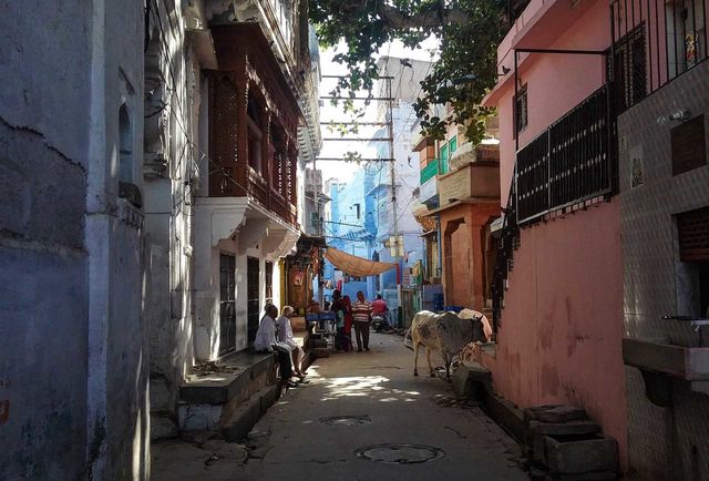 Cows in the street