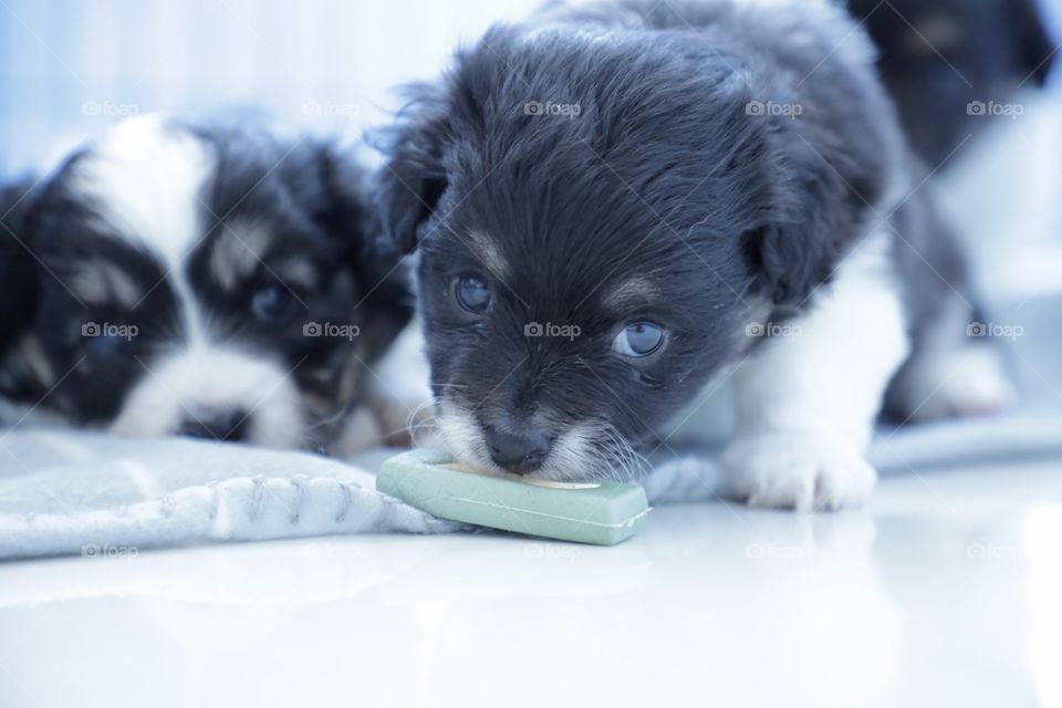 New pup chewing treat