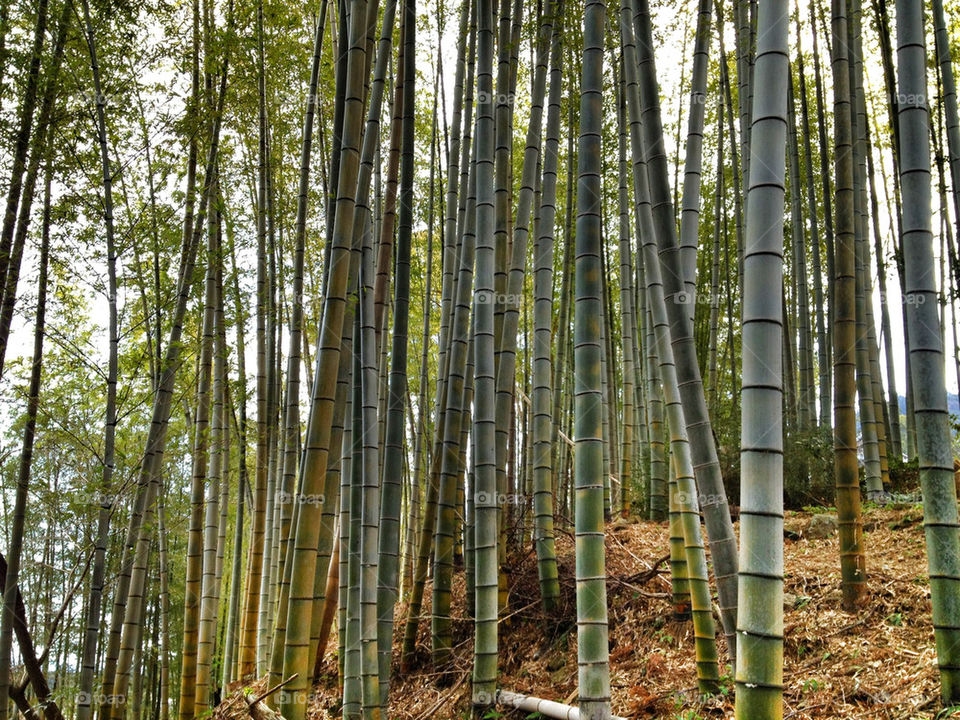 color forest japan bamboo by redseadeadsea