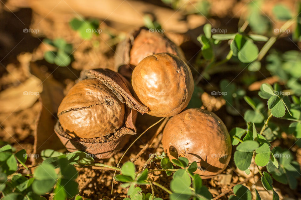 macadamia nuts that fell from the tree