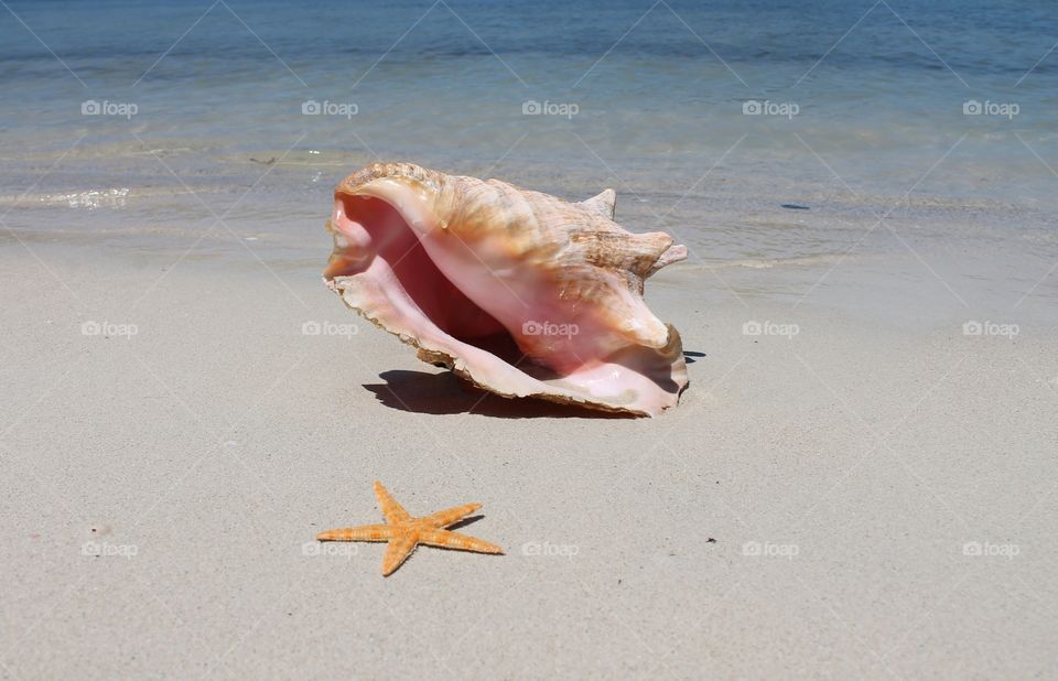 Conch shell and starfish on sandy beach 