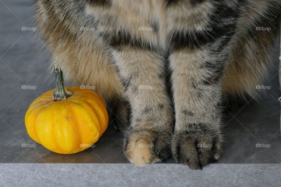 Cat paws next to pumpkin