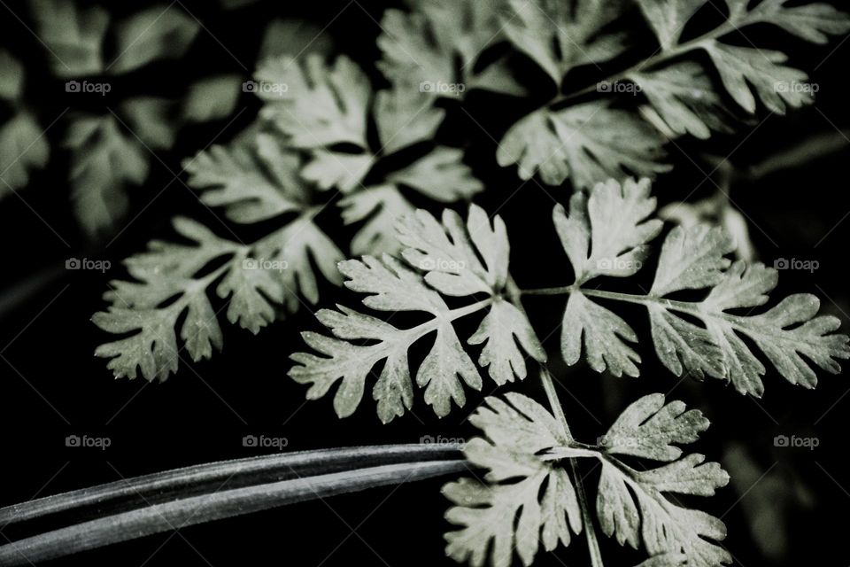 black and white plant