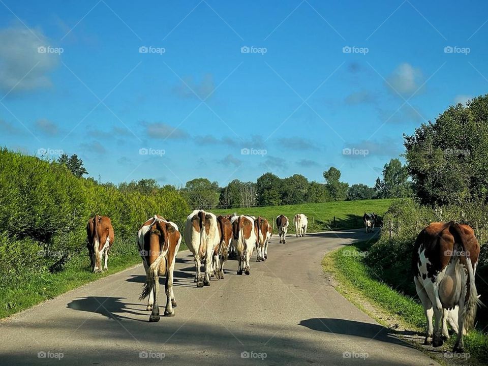 Cows on the road, Jura, France.