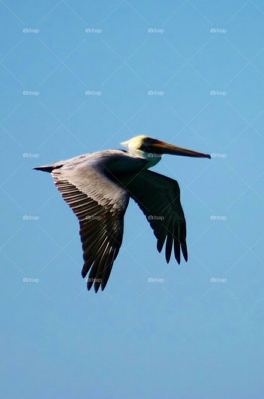 Pelican 