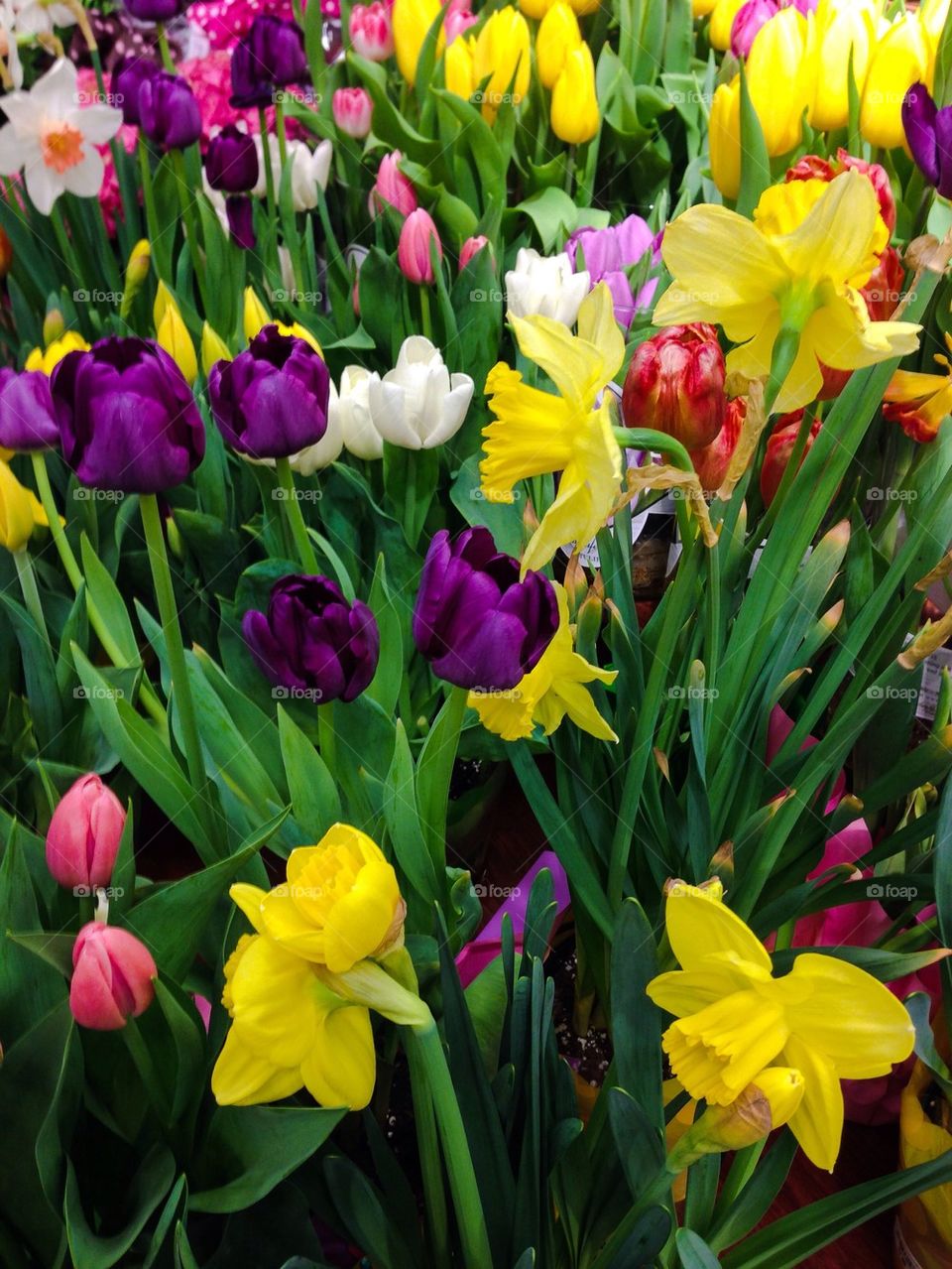 Various fLowers in bloom