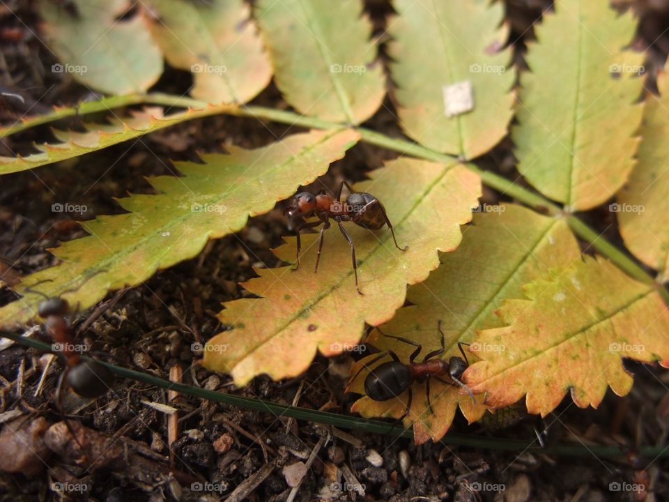 There is an ant hill close to my house.  The weather has been nice so the ants have been very busy and active. I noticed that many ants makes an interesting sound.