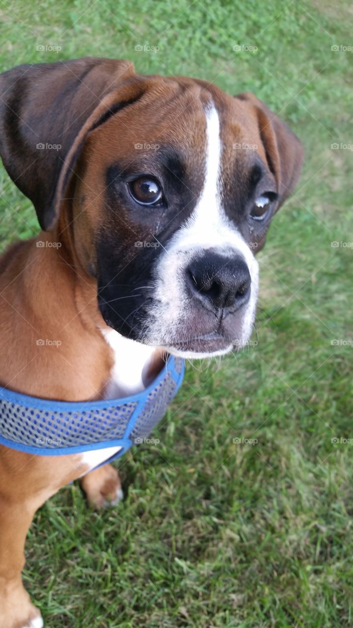 High angle view of boxer dog