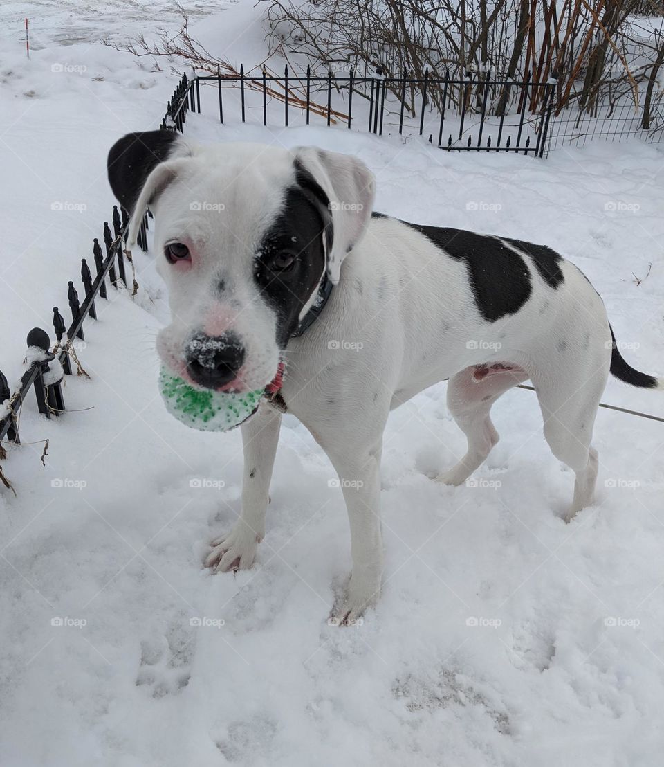 Snowy Dog