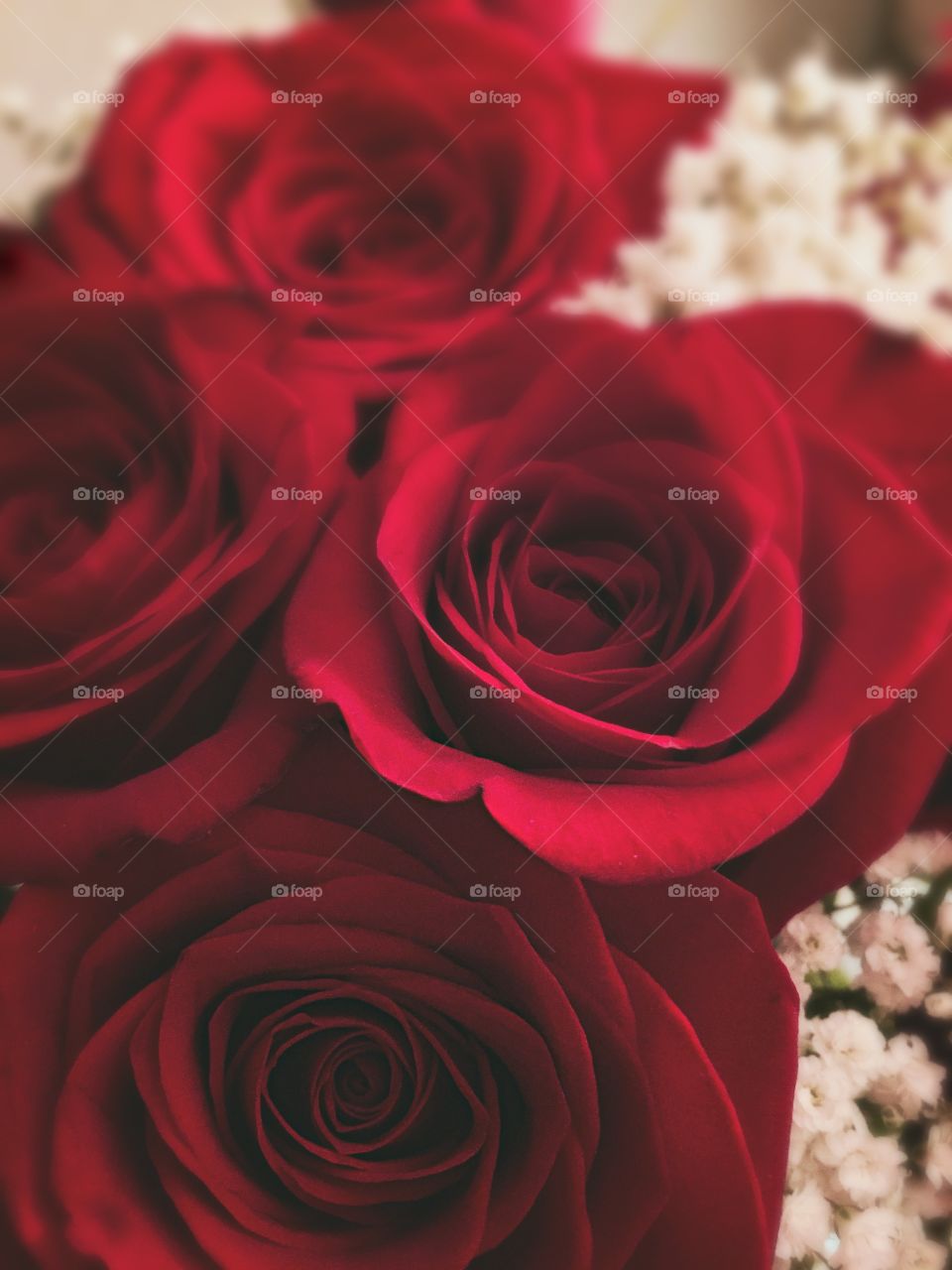 Close-up of a red roses