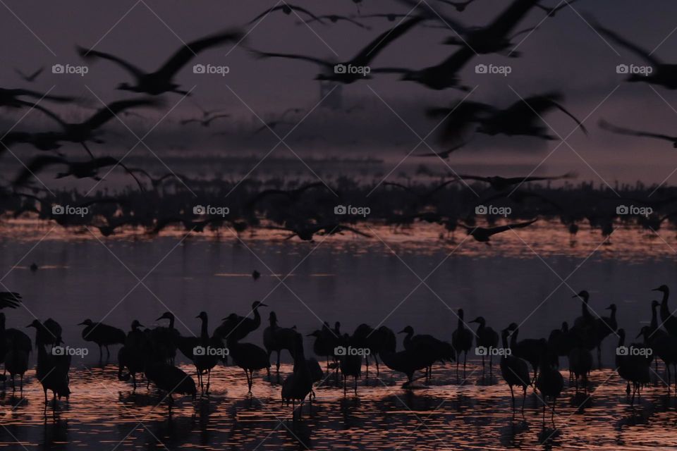 Cranes wake up in the morning