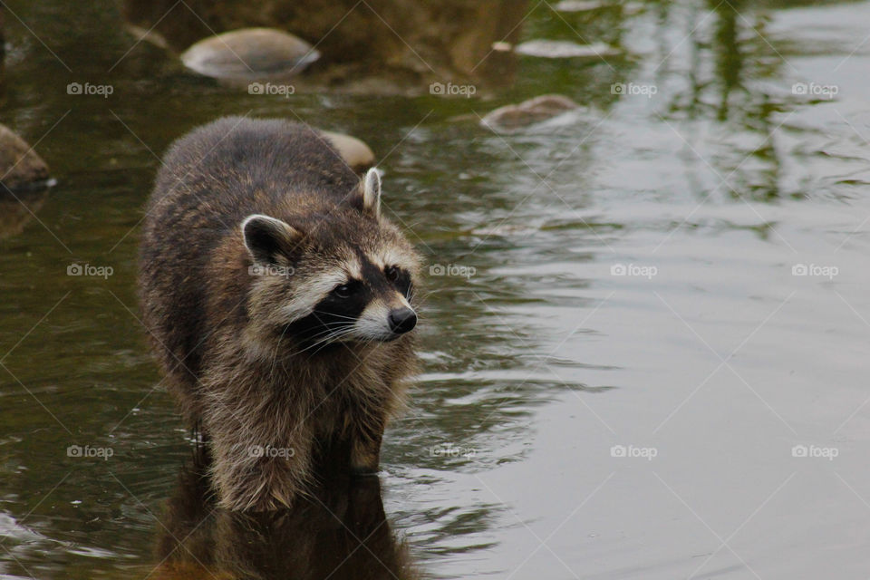 Wildlife, Water, Mammal, No Person, Nature