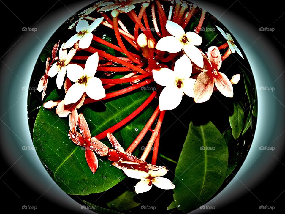 Ixora coccinea flower