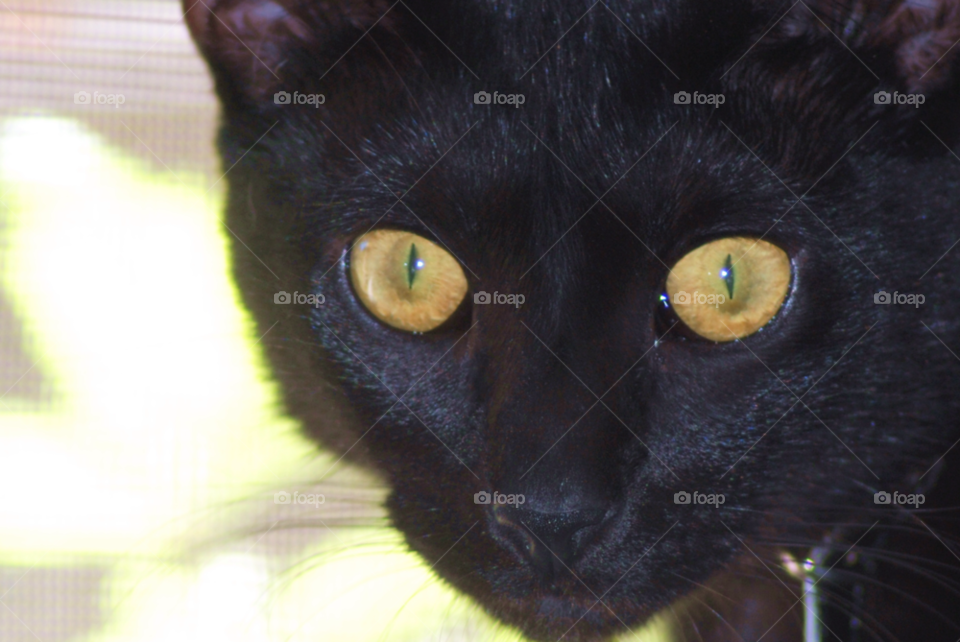 cat cats eyes pets by sher4492000