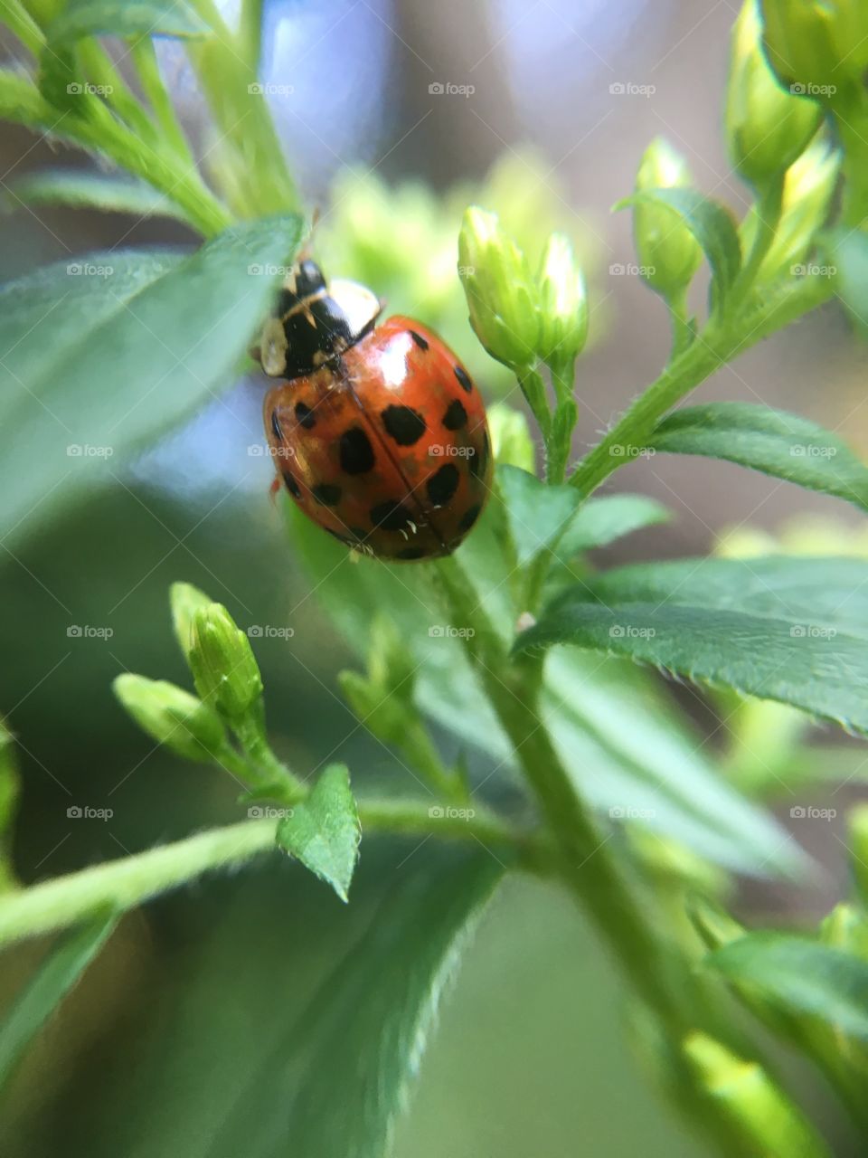 Ladybug