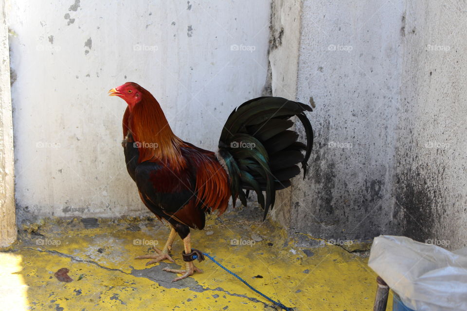 Fighting cock bird for sale at Laoag Philippines