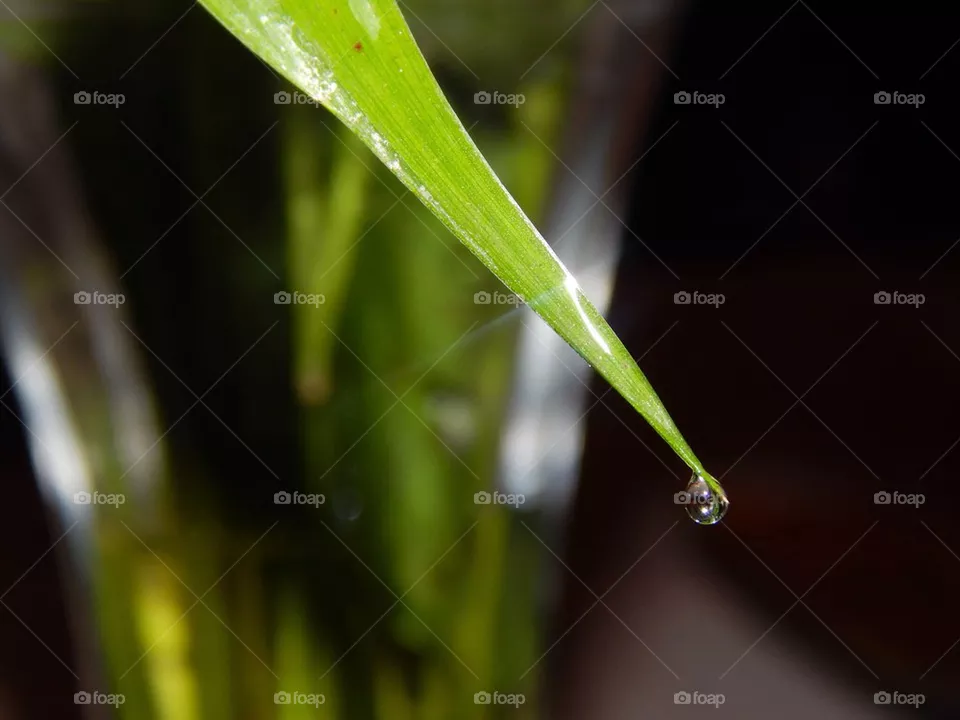 Drop