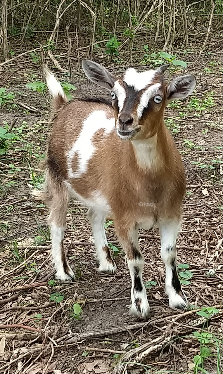 a young fainting goat