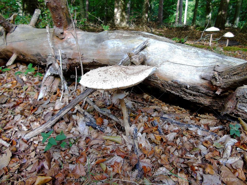 Macrolepiota procera, Parasol Mushroom on forest bedding, Autumn in England