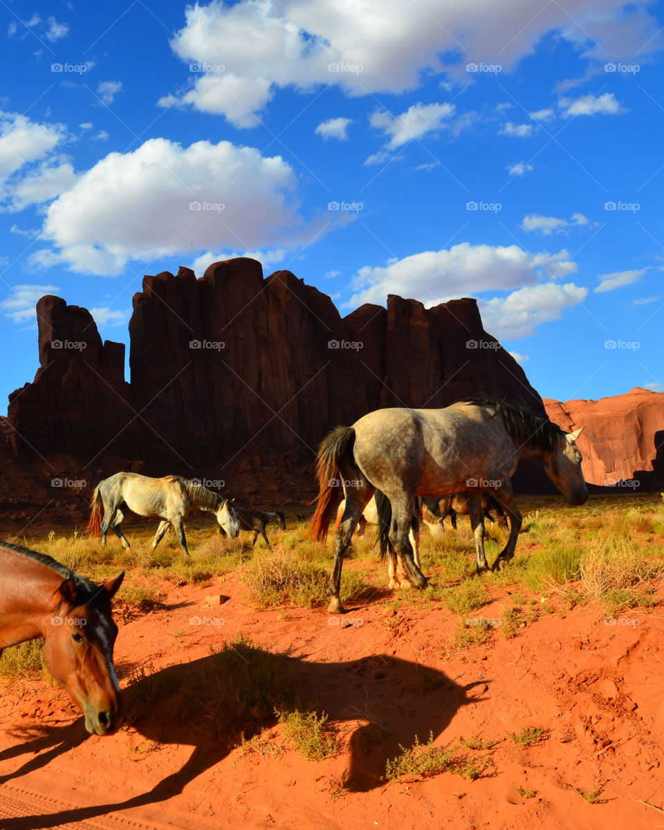 sky horses clouds desert by anchor3n1