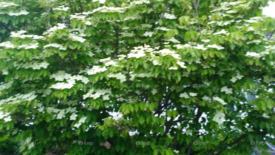 Leaf, Flora, Growth, Tree, Nature