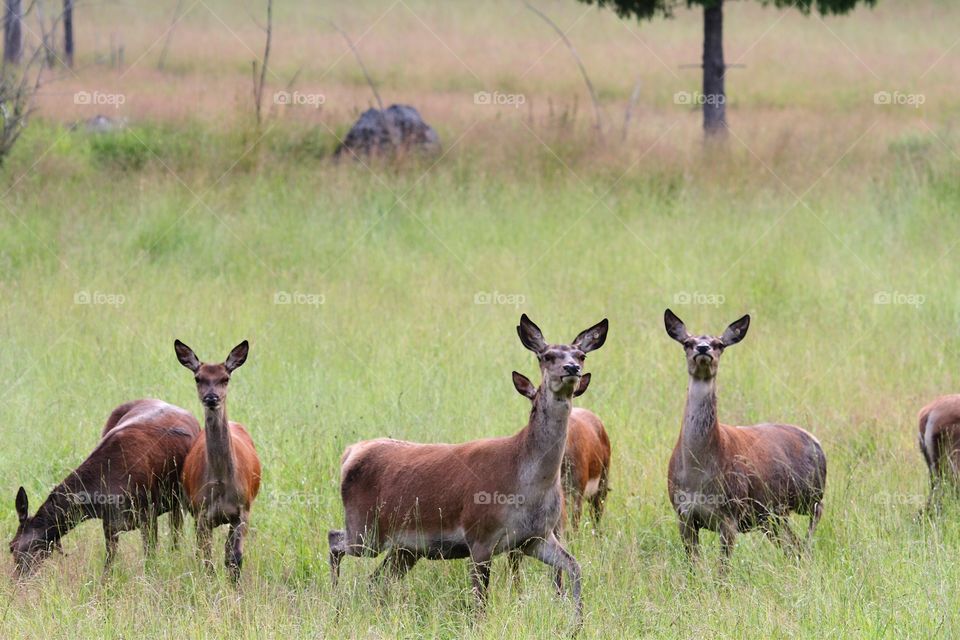 wild deer