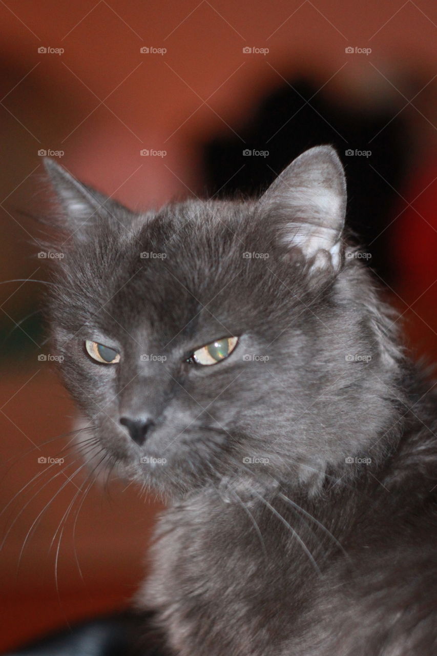 Nebelung cat look