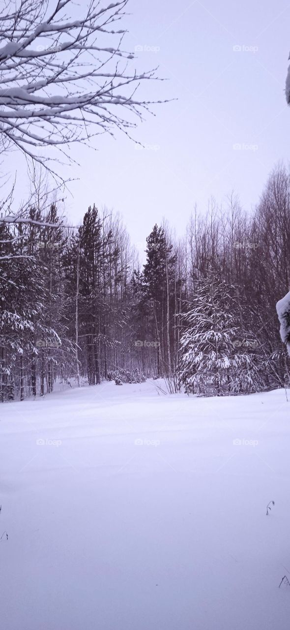 зимний лес 23