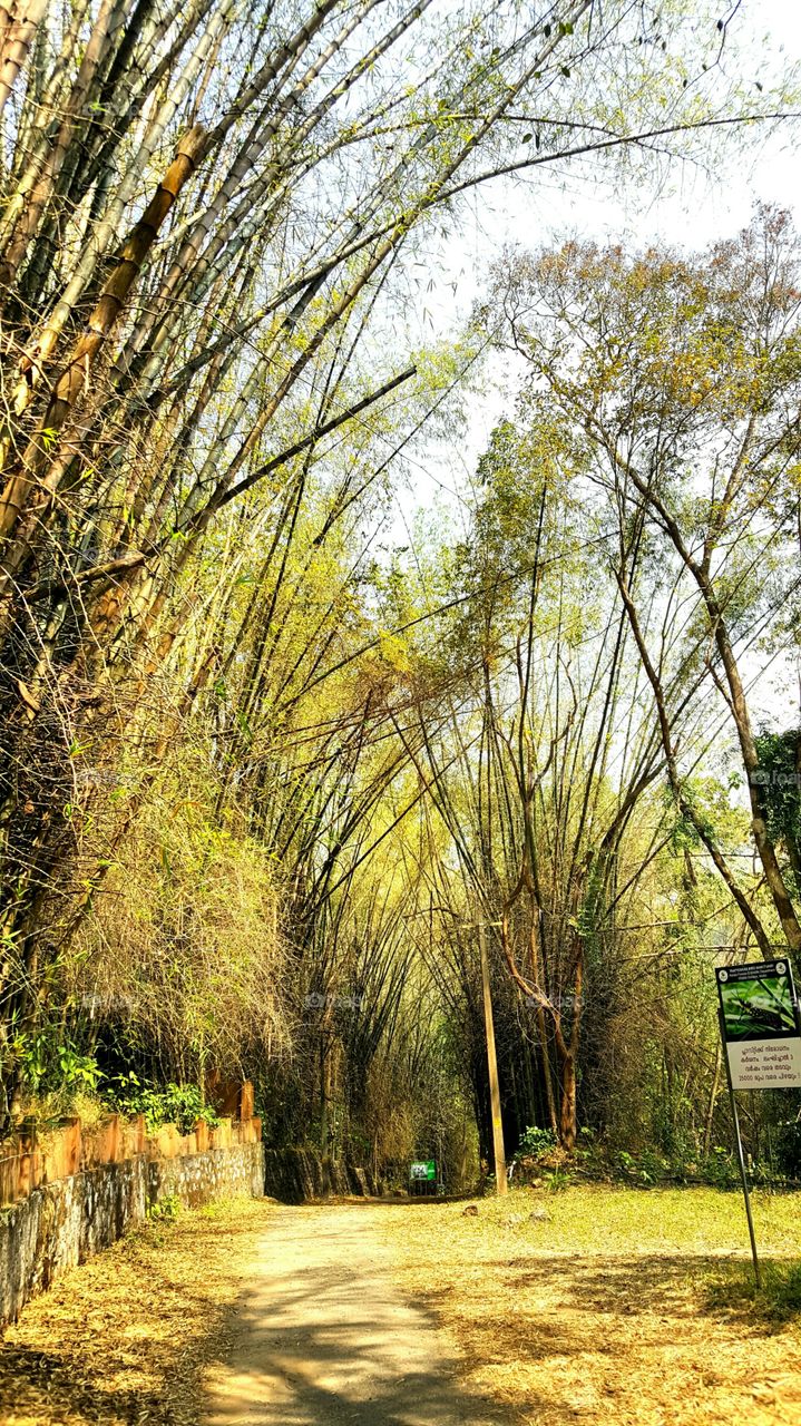 Bamboo forest##
