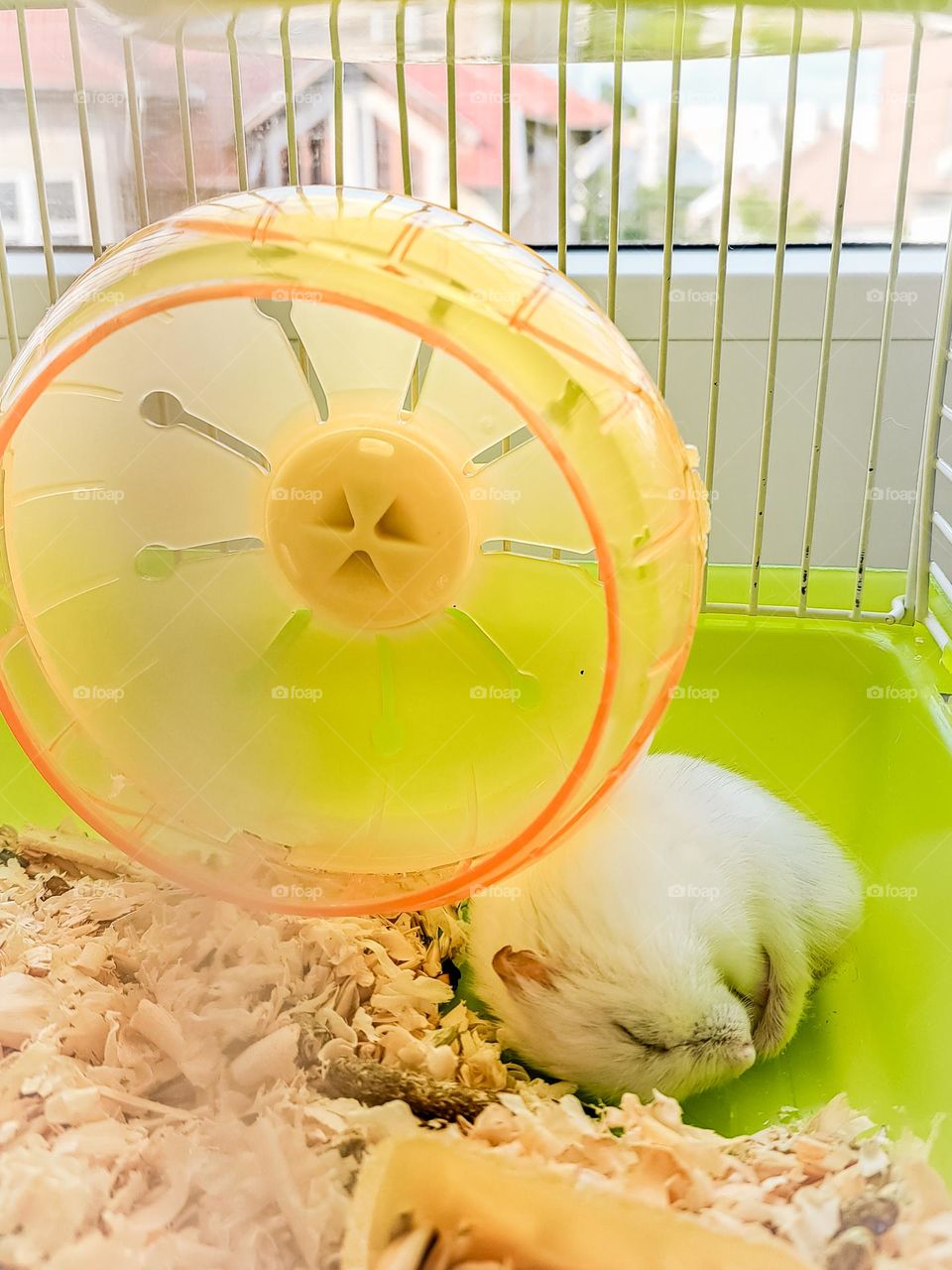 sleepy hamster in the cage