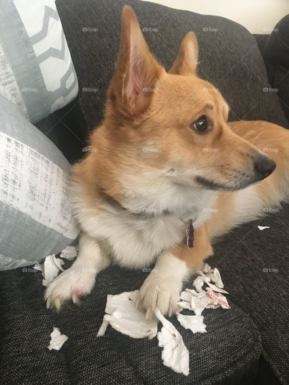 Corgi dog in trouble cute