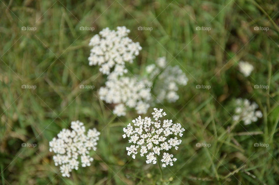 Flower, Nature, Flora, Grass, Hayfield