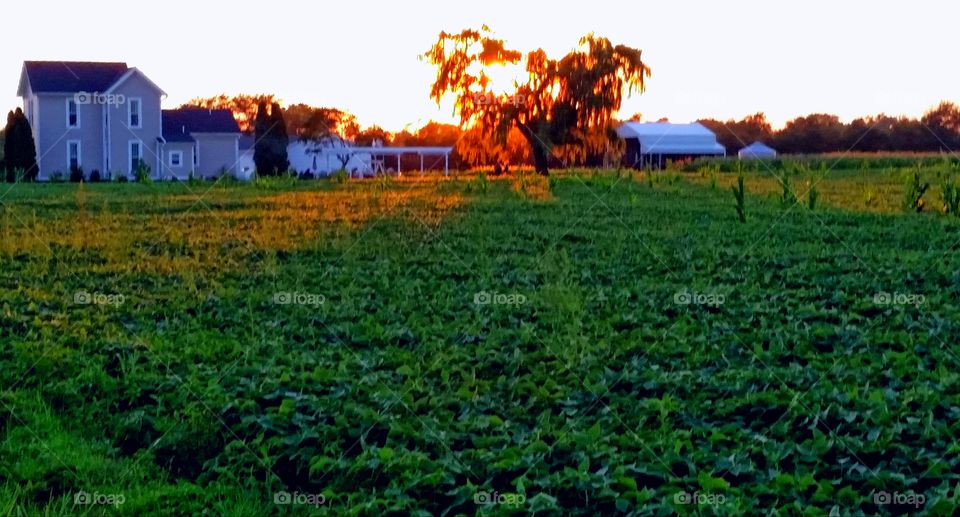 Sunset on the farm