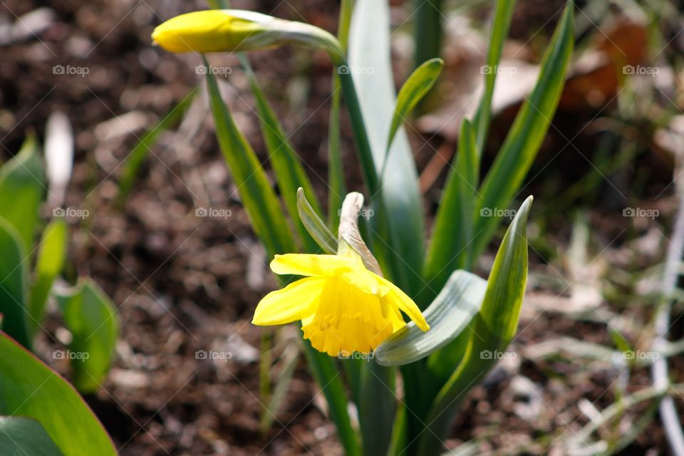 Daffodil