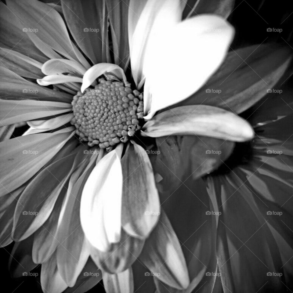 Flower, Nature, Monochrome, Flora, Petal