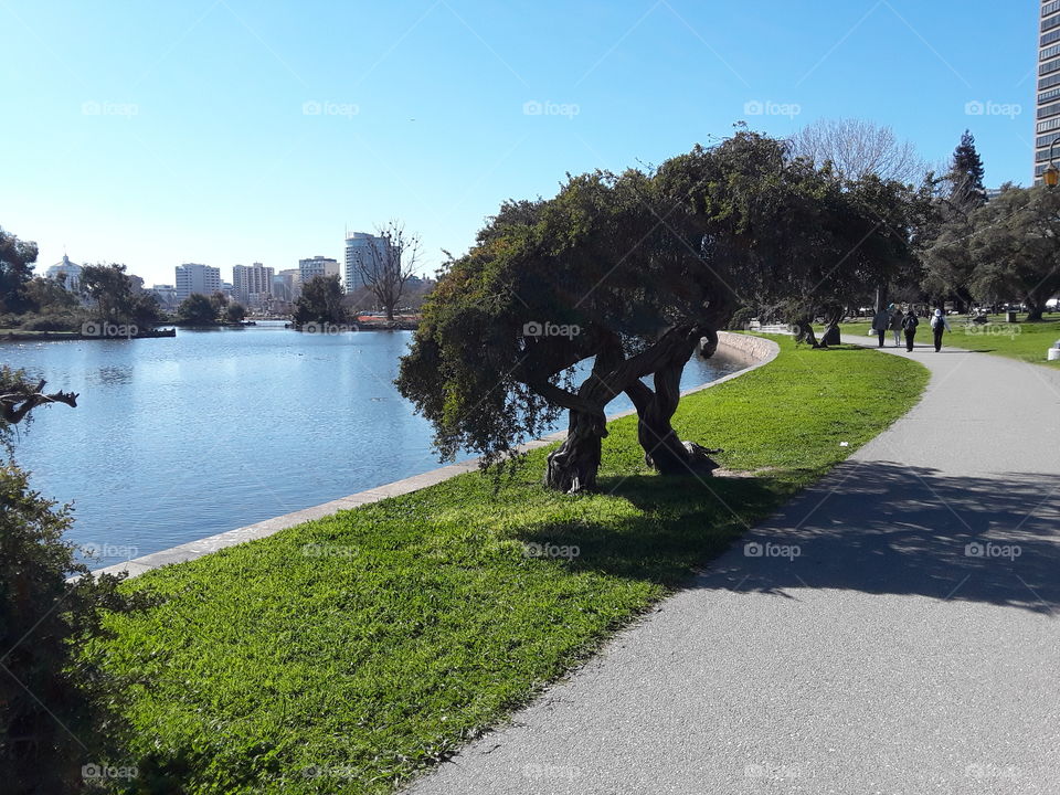 Tree, Landscape, Water, Lake, Park