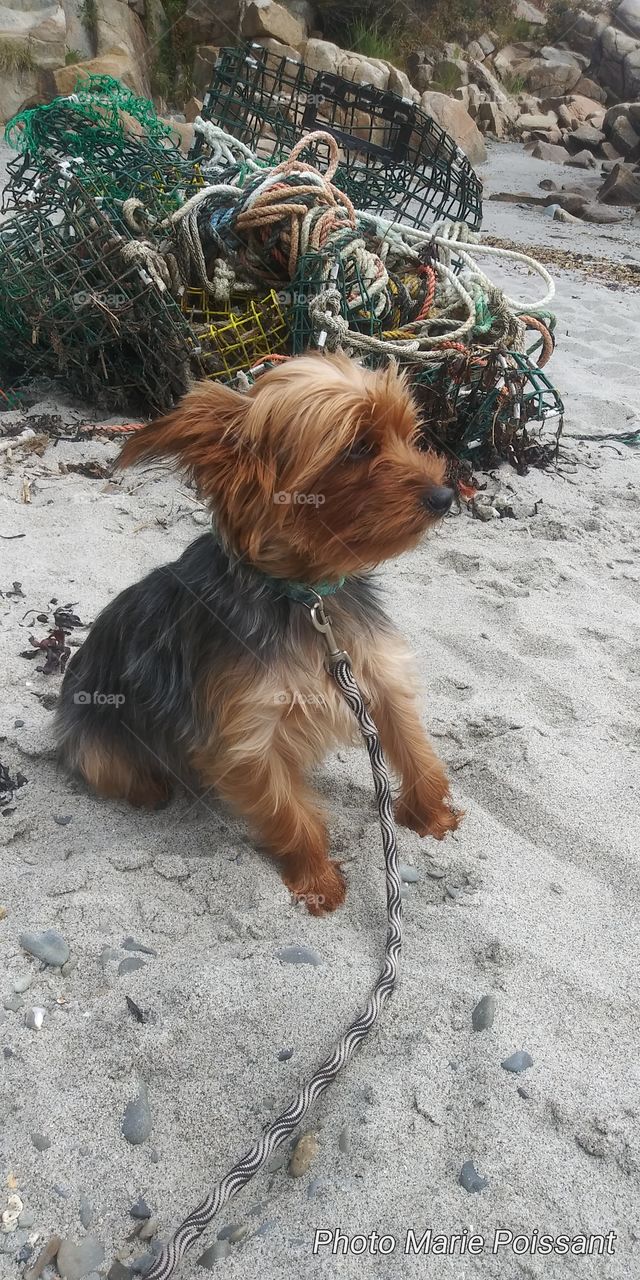 yorky on beach